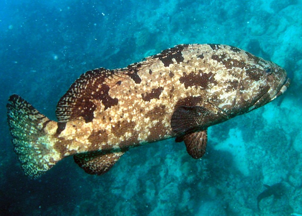 Epinephelus fuscoguttatus (Cernia marrone marmorizzata)